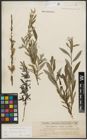 Foto von Salix purpurea L. x Salix repens L.